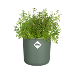 happy herbs 14cm laubgrün